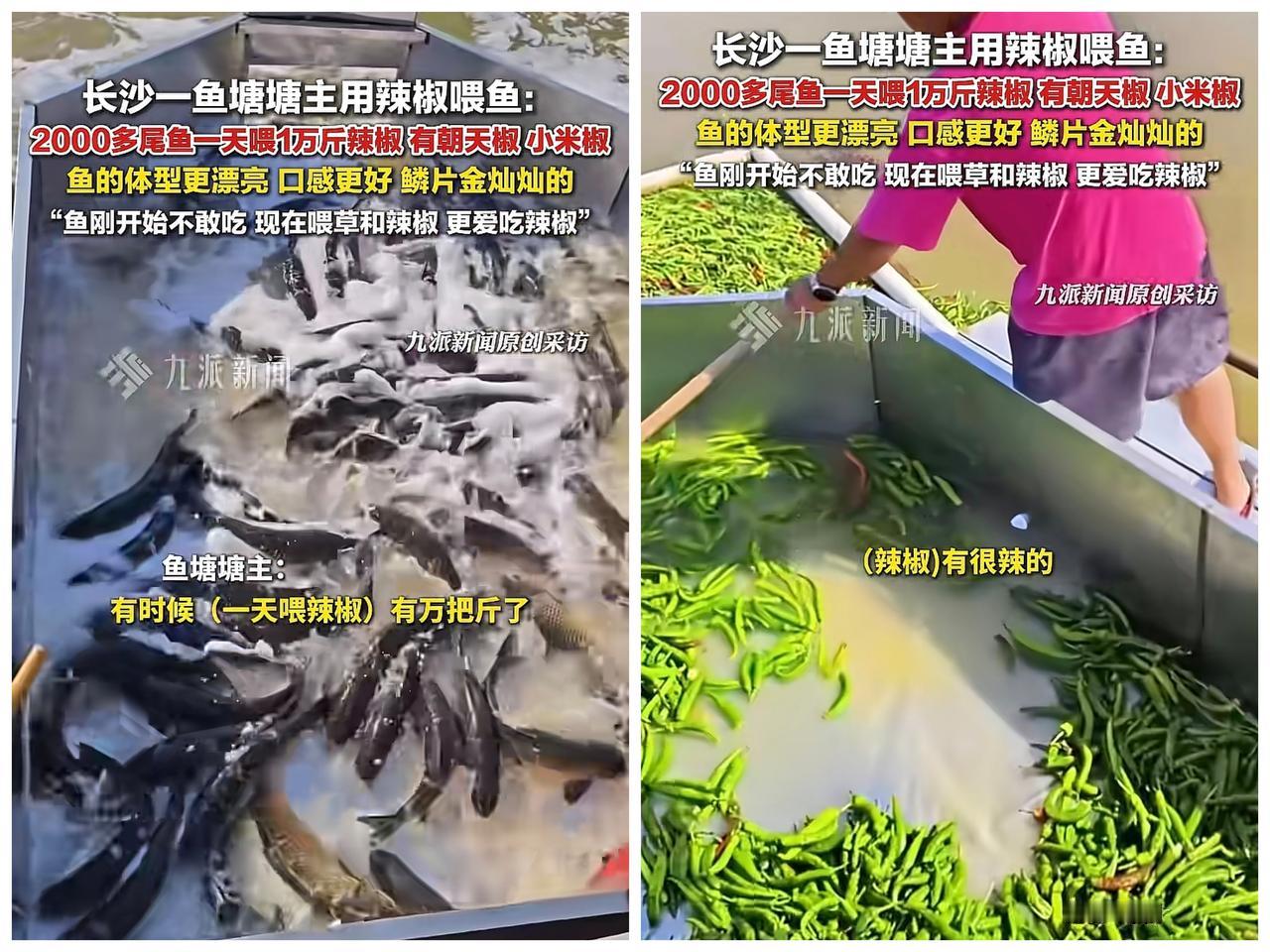 长沙一鱼塘塘主用辣椒🌶喂鱼一天多的时候要喂万把斤辣椒，2000尾鱼，算下来一