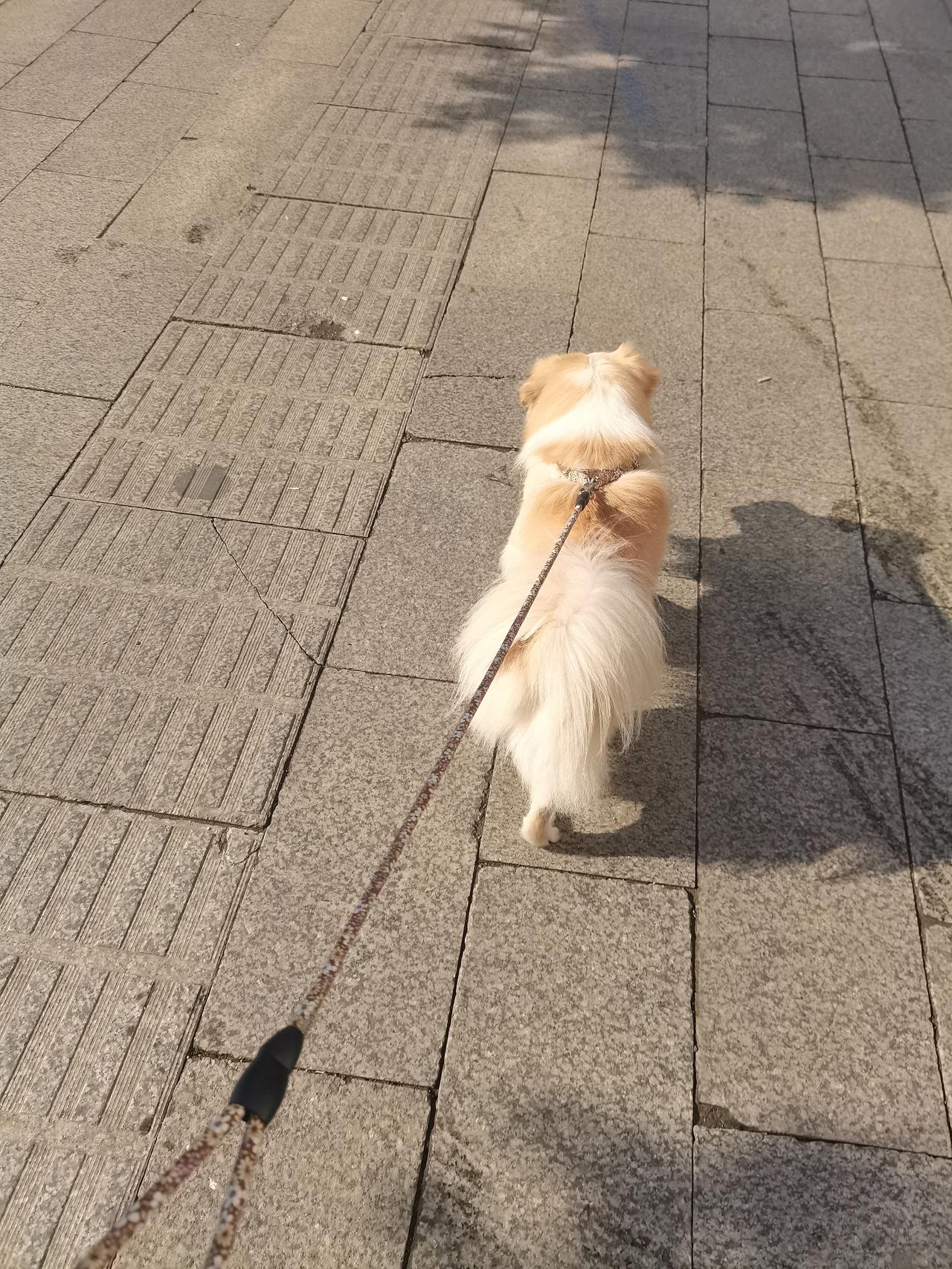 狗子小六有一个从小就养成的臭毛病。今早差点因为这个臭毛病，让别的狗给咬了。
