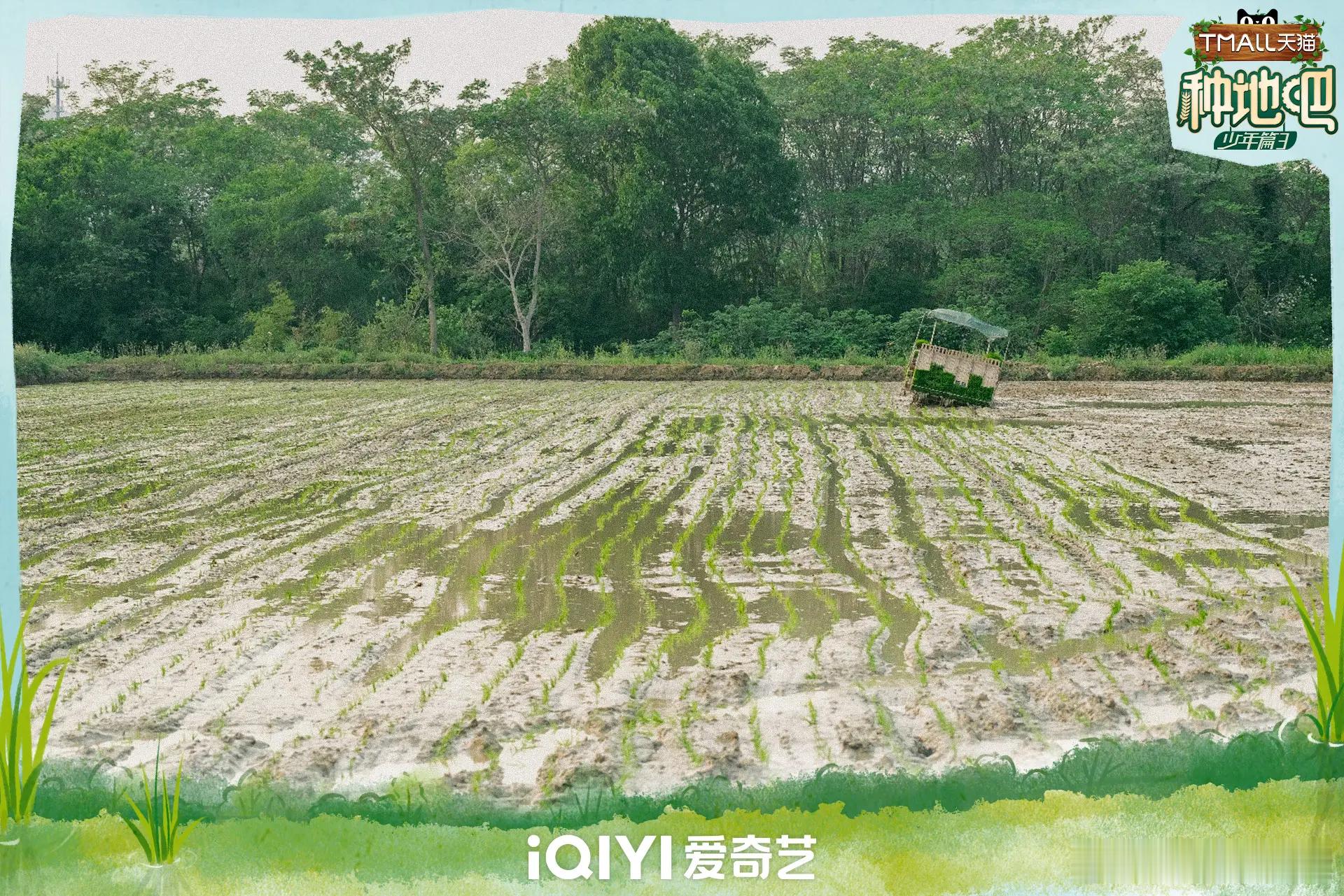 春回大地，绿意盎然。我们用双手播种希望，第一阶段的插秧工作已圆满完成！每一粒种子