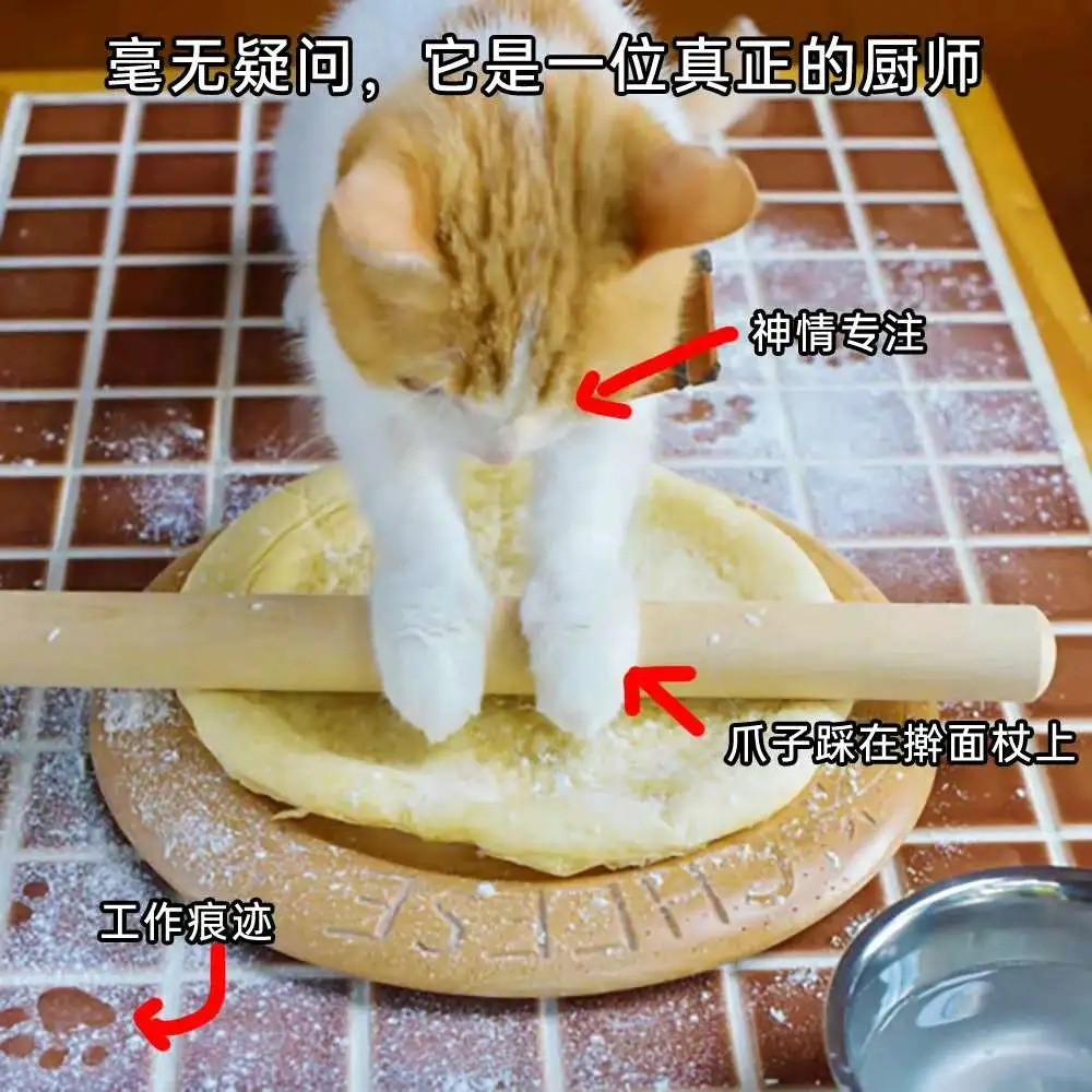这是一只有猫饼的大厨！猫meme/meme​​​