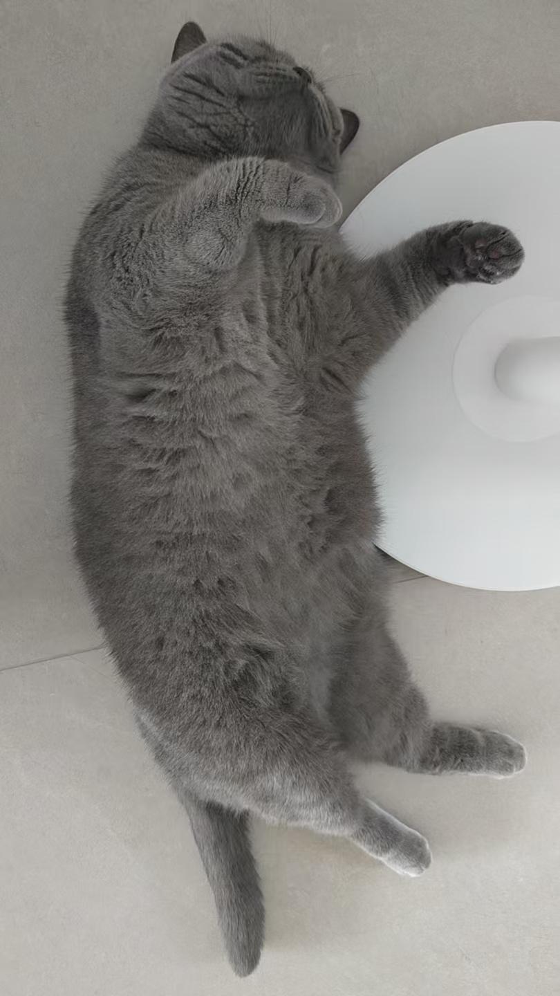 躺平的蓝猫，银渐层猫咪和泰迪狗也悠然自得。