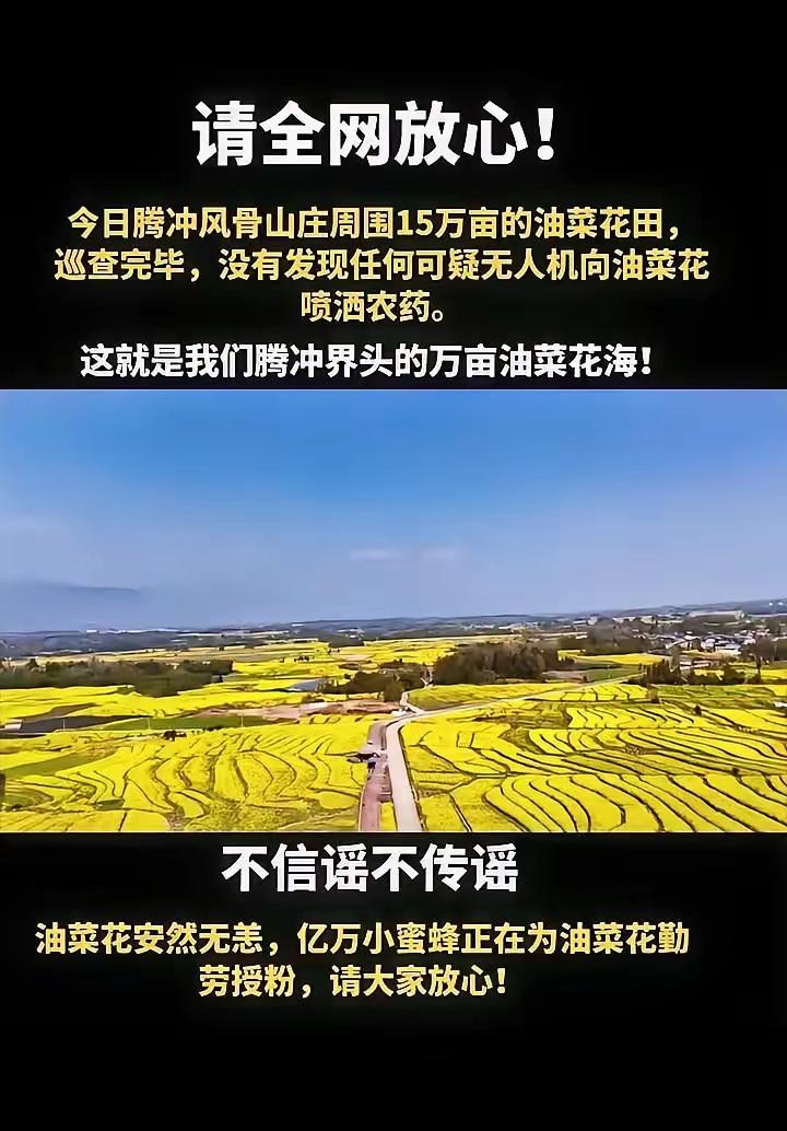 腾冲风骨山庄那15万亩油菜花田，现在可安然无恙啦！经过仔细巡查后确认，根本没