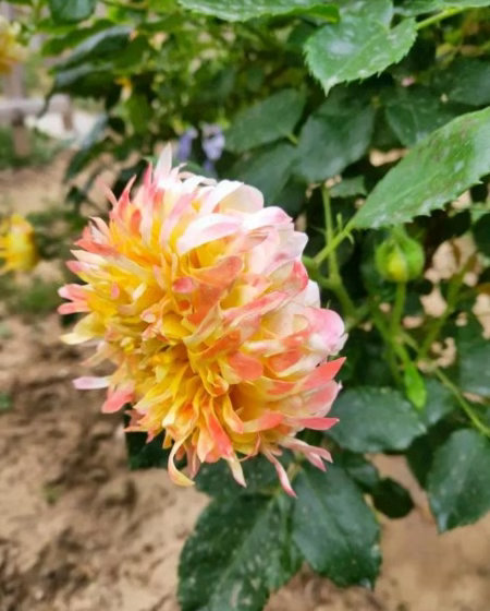 傻傻分不清是月季还是菊花月季cos完烟花又cos菊花月季叶子配菊花花瓣，这组合听