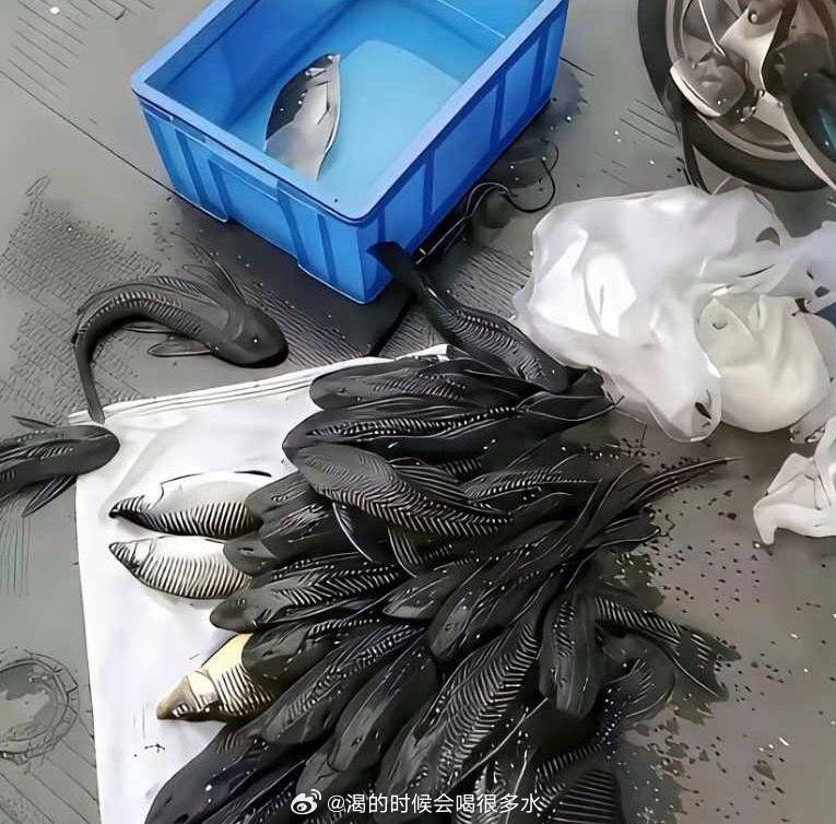 大爷想半天也没想明白，辛辛苦苦钓上来的鱼怎么一条都卖不出去