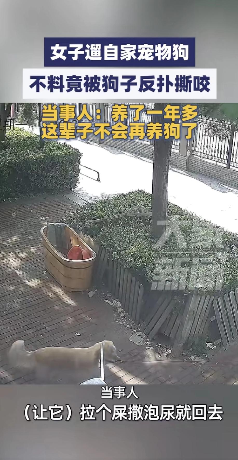 太吓人了！一位女子在遛自家宠物狗时，让它撒泡尿就回去，它不乐意回去，急眼的狗狗突