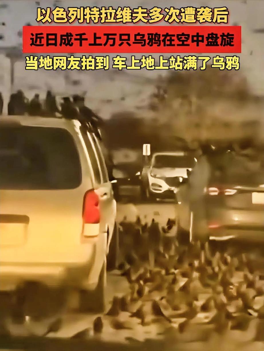 特拉维夫这漫天乌鸦，看得人头皮发麻！多次遭袭后，成千上万只乌鸦把街道、