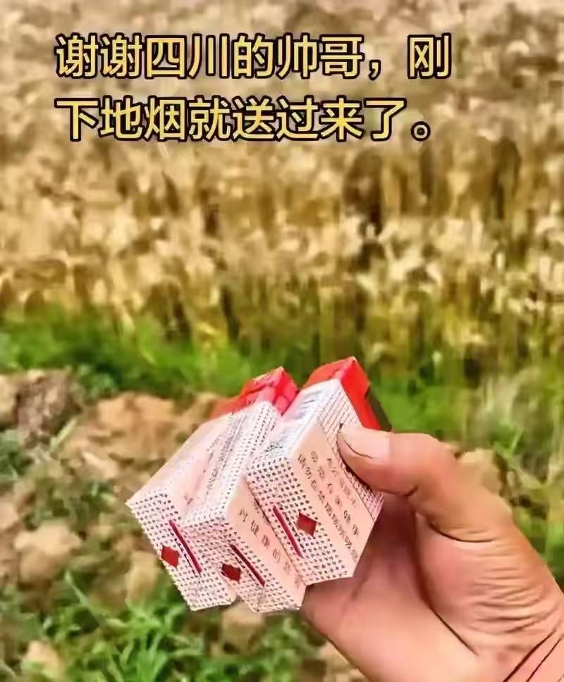 四川上大分了！江苏一对农机手夫妻，千里奔赴四川收麦，哭得稀里哗啦！主人家16道菜