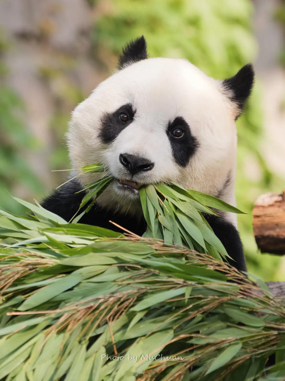 全球仅此一只有影像记录的白色大熊猫。基因突变成这样，感觉没有黑白的可爱哦没有黑