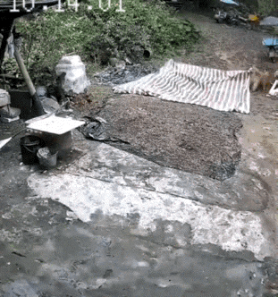万物皆有灵！广东农村一对夫妻下地干活，中途突遇暴雨，猛然想起院里还晒着玉米，急忙