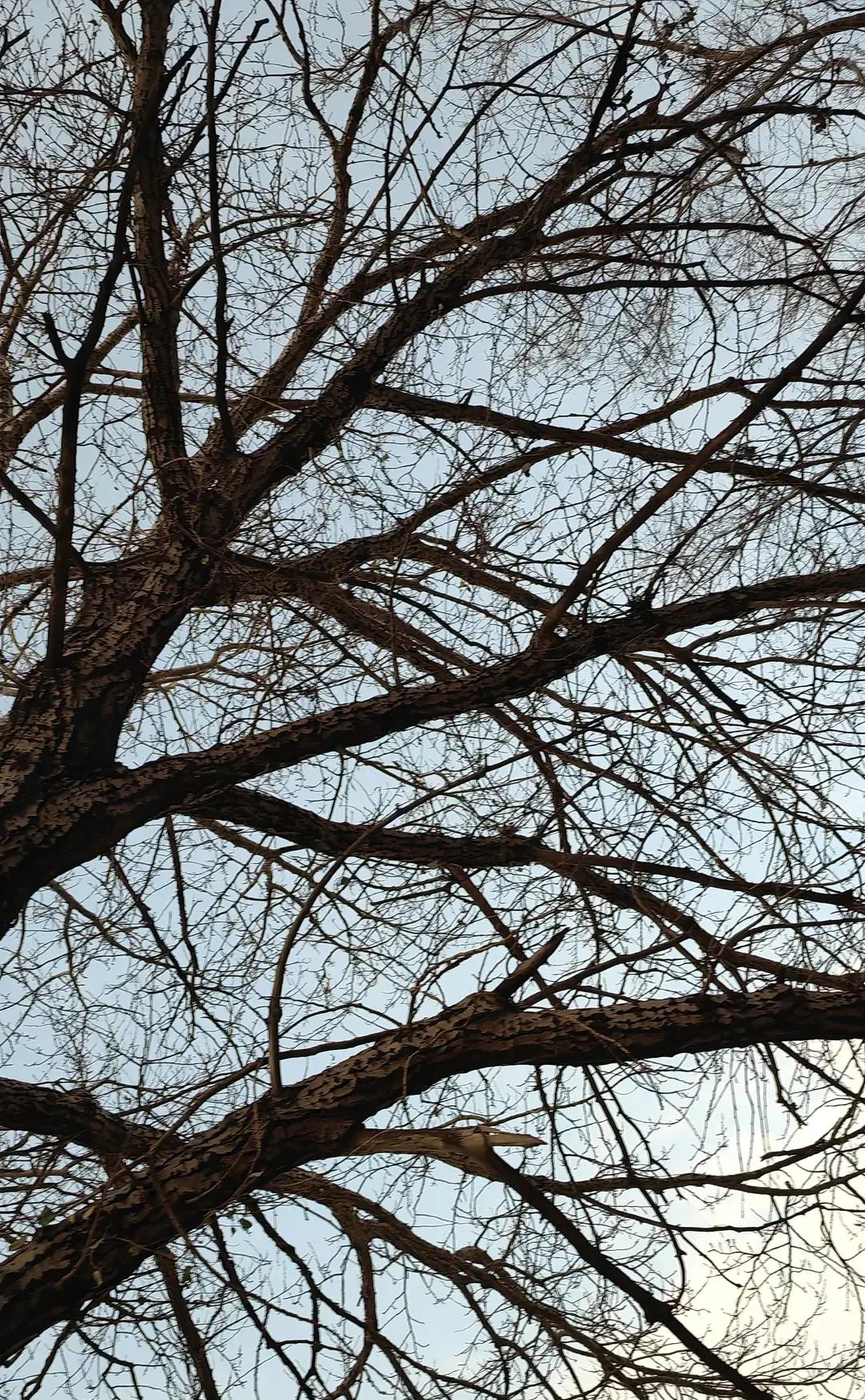 我有一个远方亲戚，他家一共生了七个孩子，都是儿子，俗话说七狼八虎，他家的七个孩子