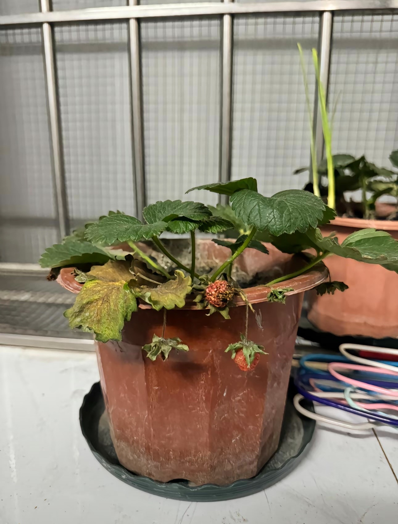 新鲜草莓干