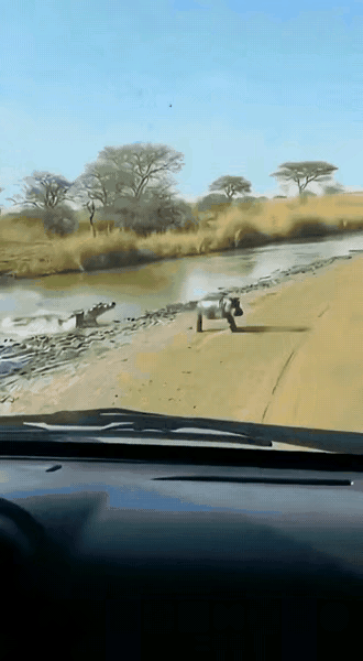 刷到救助小河马，这一幕太暖心了，希望小河马别在落入鳄鱼的领地。