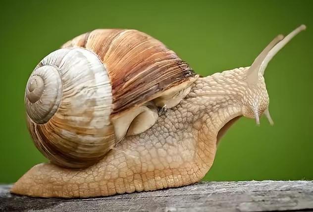 同样是蜗牛，在法国是高端名菜，一年能吃掉6万吨；在非洲加纳更是日常主食，一年消耗