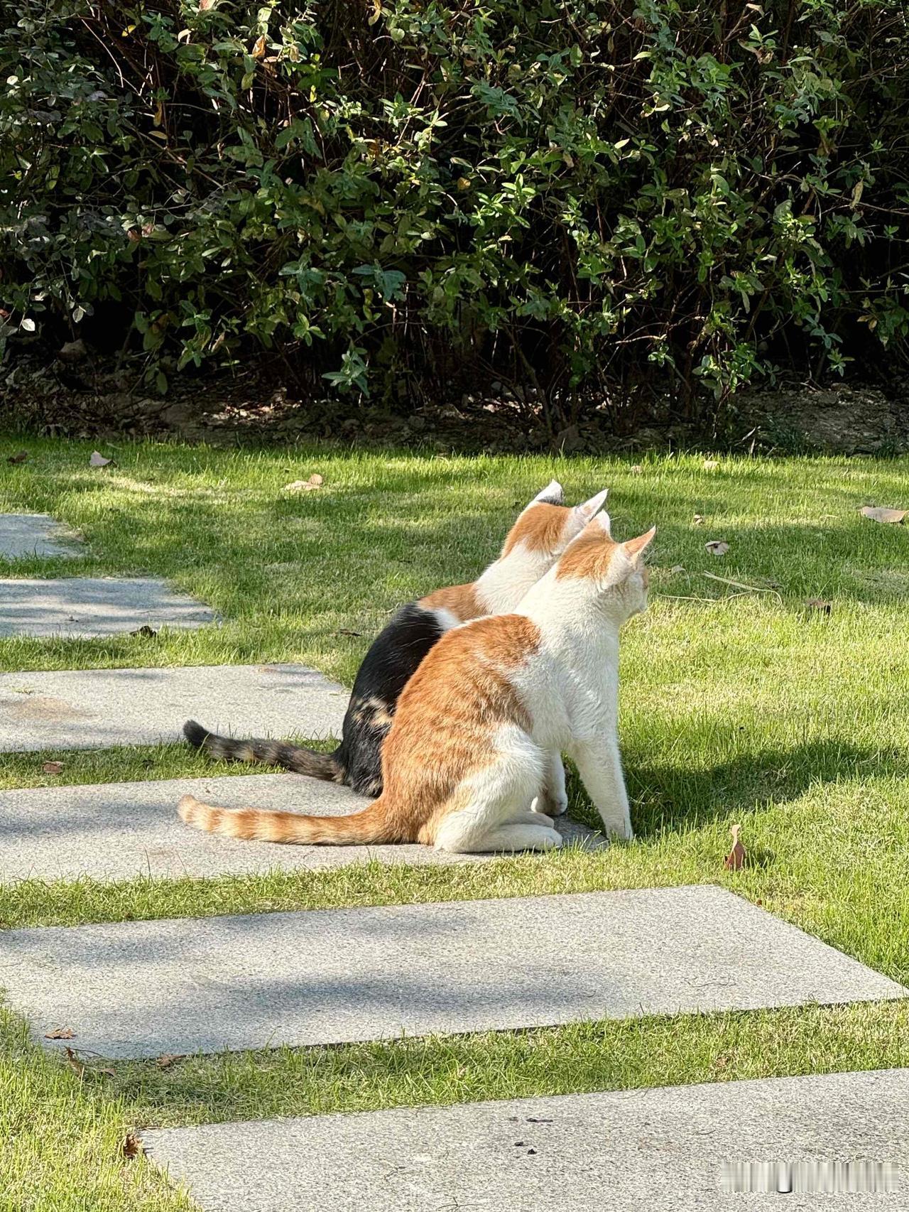 被两只小猫治愈的瞬间🐱看完展拐进草丛，居然藏着俩小可爱！三花缩成小毛球，胆