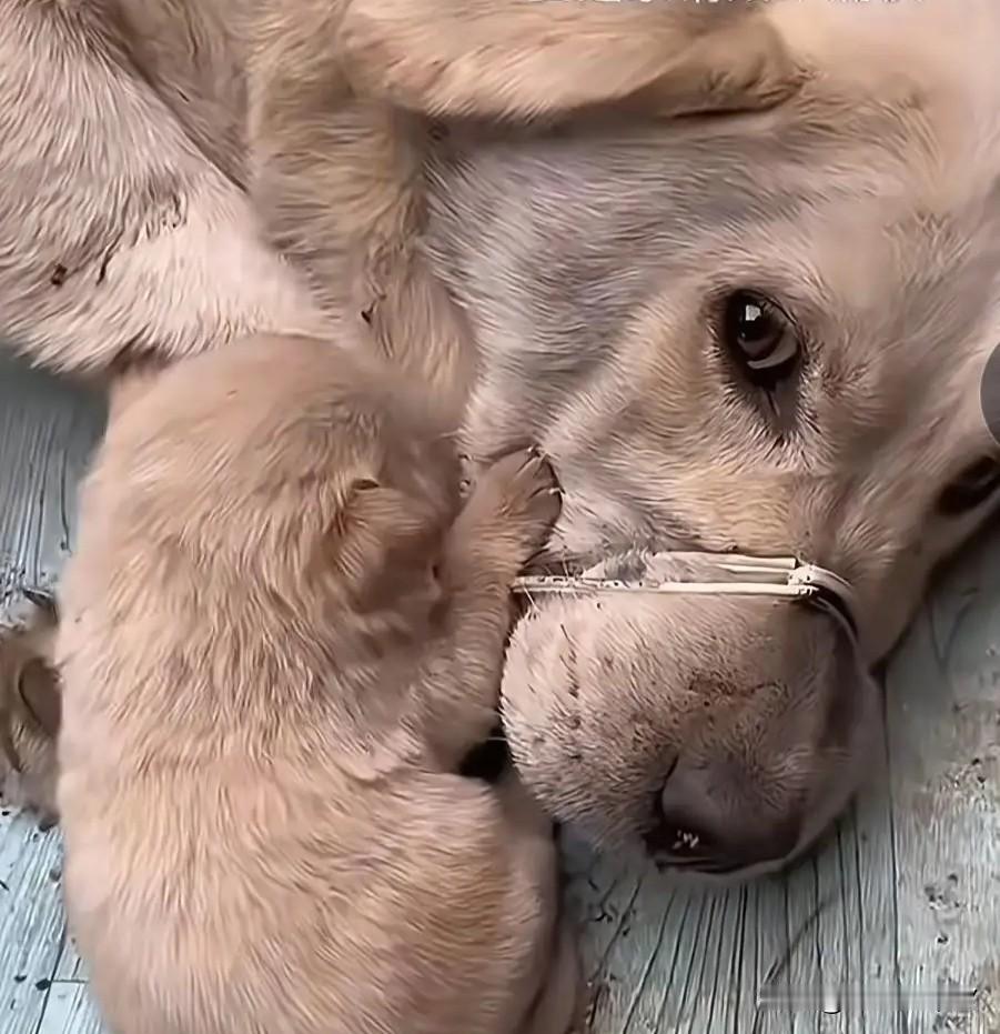 屠宰场内，一只刚分娩不久的母狗被牢牢捆住，动弹不得。它的怀里，几只还没睁眼的小