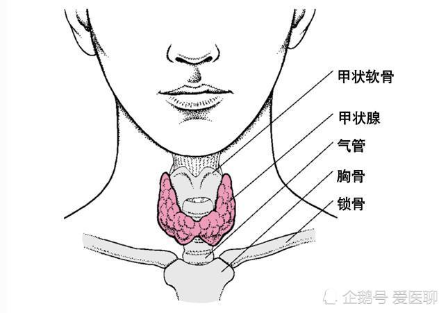 甲状腺疾病的种类有哪些?