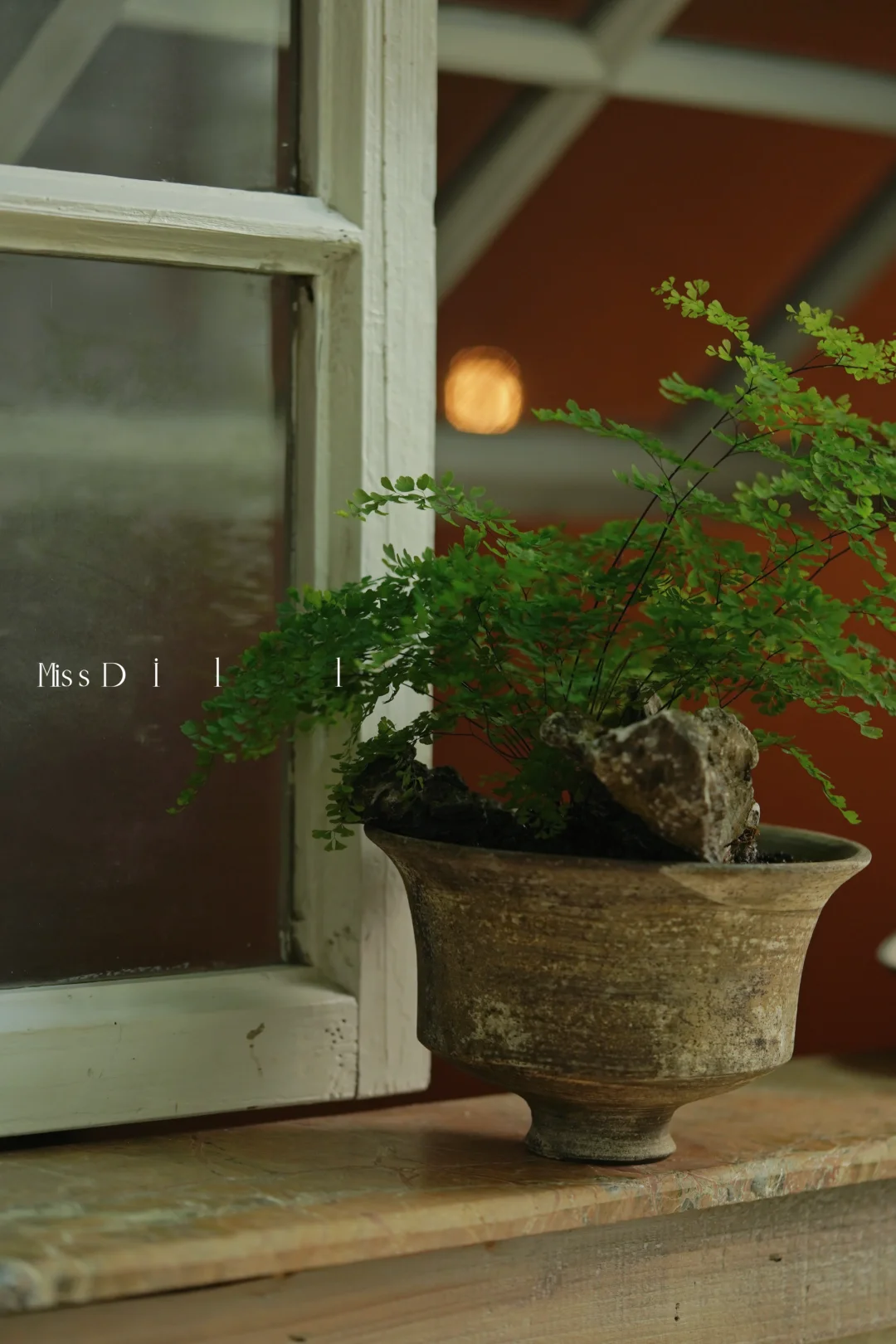 寂静风植物推荐——密叶铁线蕨
