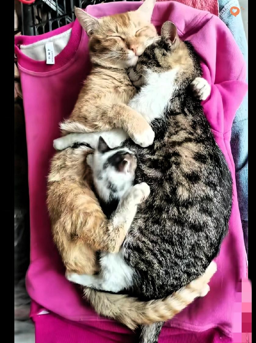 这猫咪一家三口，直接把幸福值拉满了！公猫紧紧搂着母猫，尾巴都温柔缠在一起，