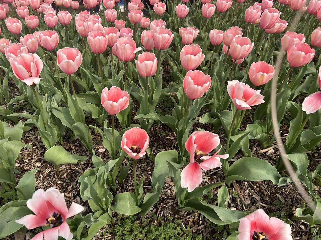 南京市植物园的陏金香花开了，各种品种的陏金香分品种整齐的种植在花圃，远远望去，那