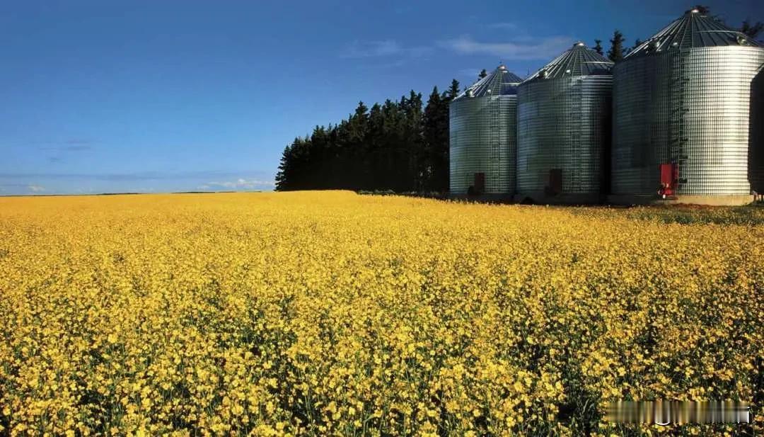 挠破了头也不明白，按理来说，加拿大可是发达国家，我们是发展中国家，但是这次协议