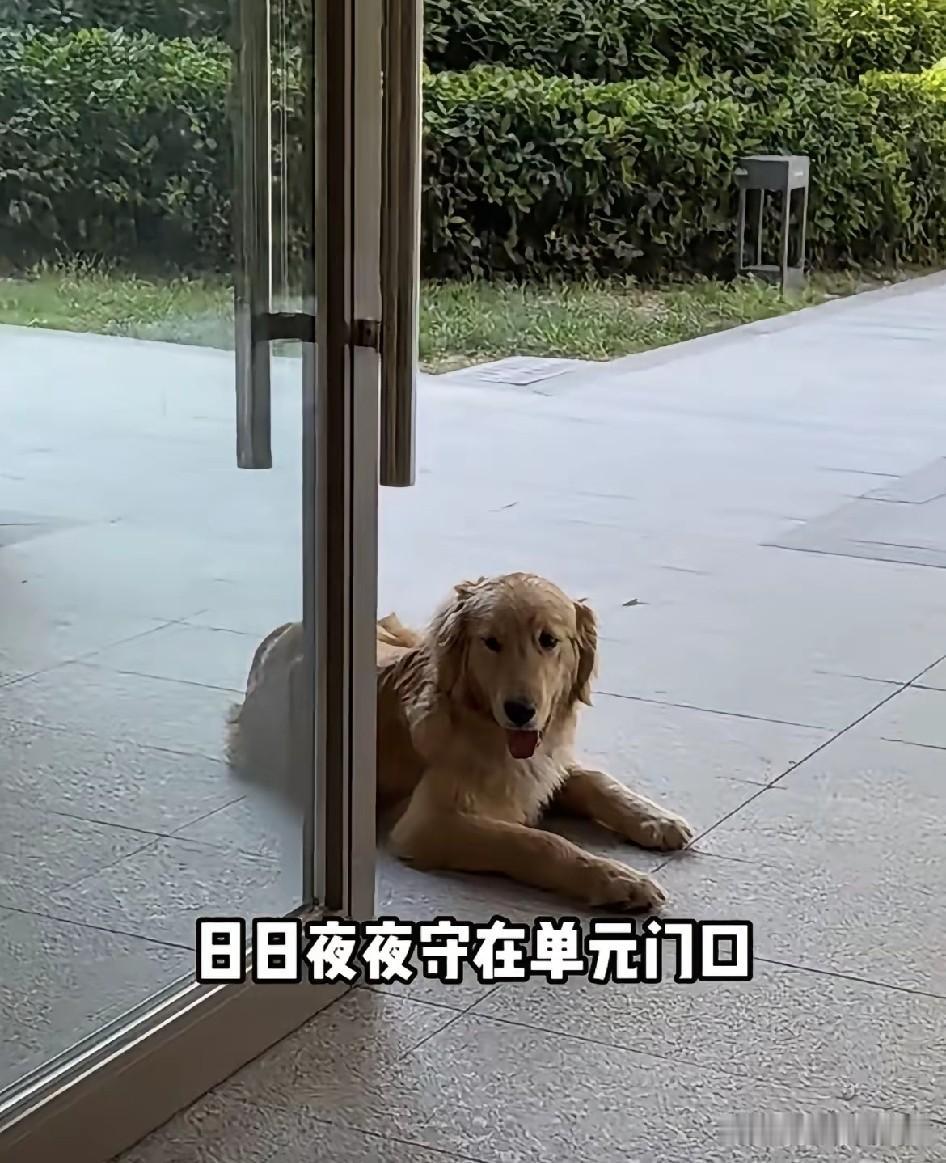 一只金毛被主人遗弃在小区里，每天守在楼道口，眼睛直勾勾地盯着出口。它大概还在