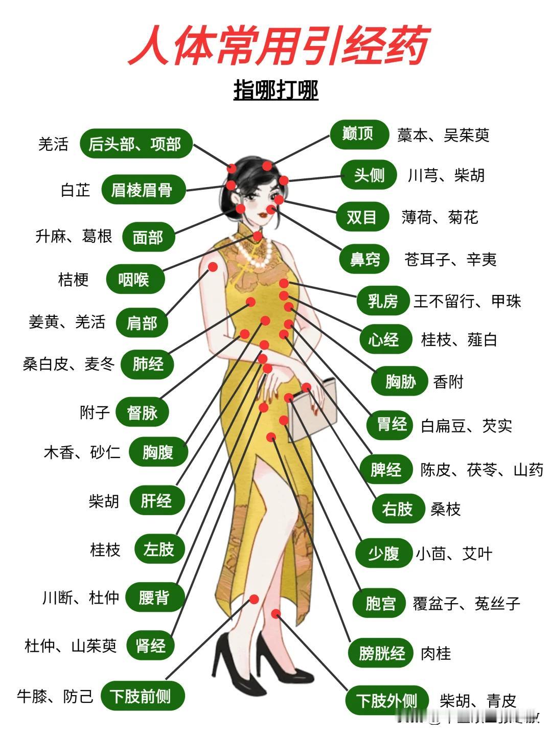 建议收藏🔥人体常用引经药，指哪打哪……所谓引经药呢？简单来说，它就像是向导