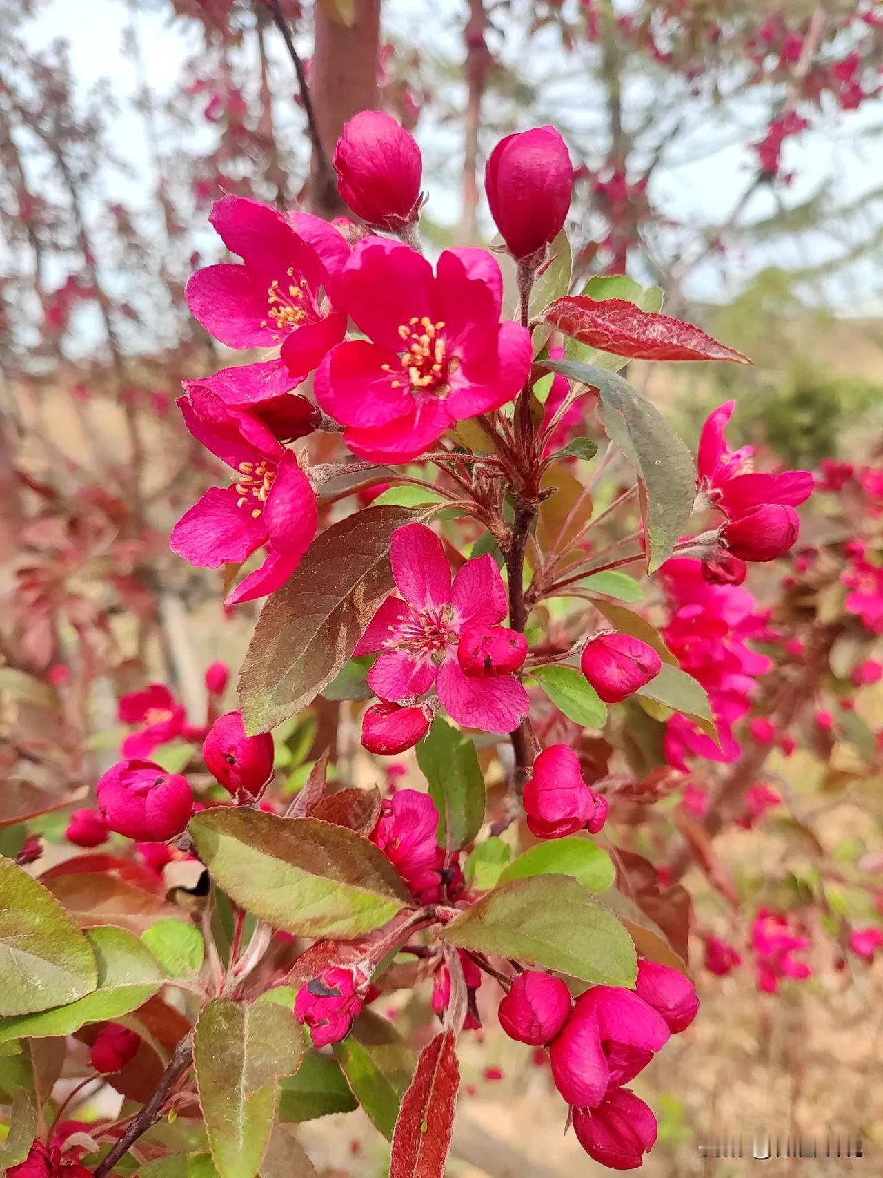 春上枝头笑哈哈，夏入深绿雨哗哗。秋藏于果香四溢，冬卷残云落雪花。