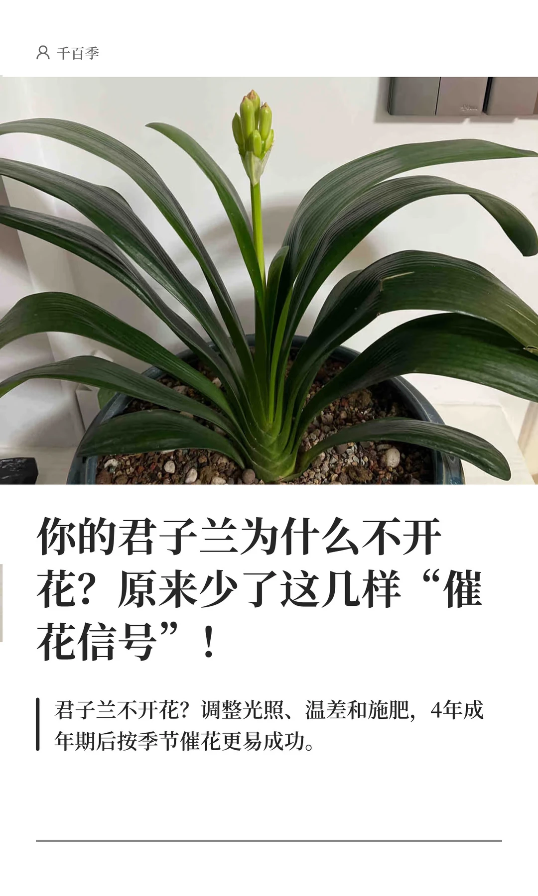 你的君子兰为什么不开花？原来是做错了这些