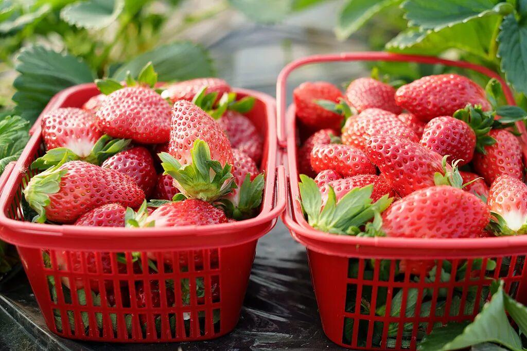 “膨大剂”催熟草莓这个月大量上市? 记者调查