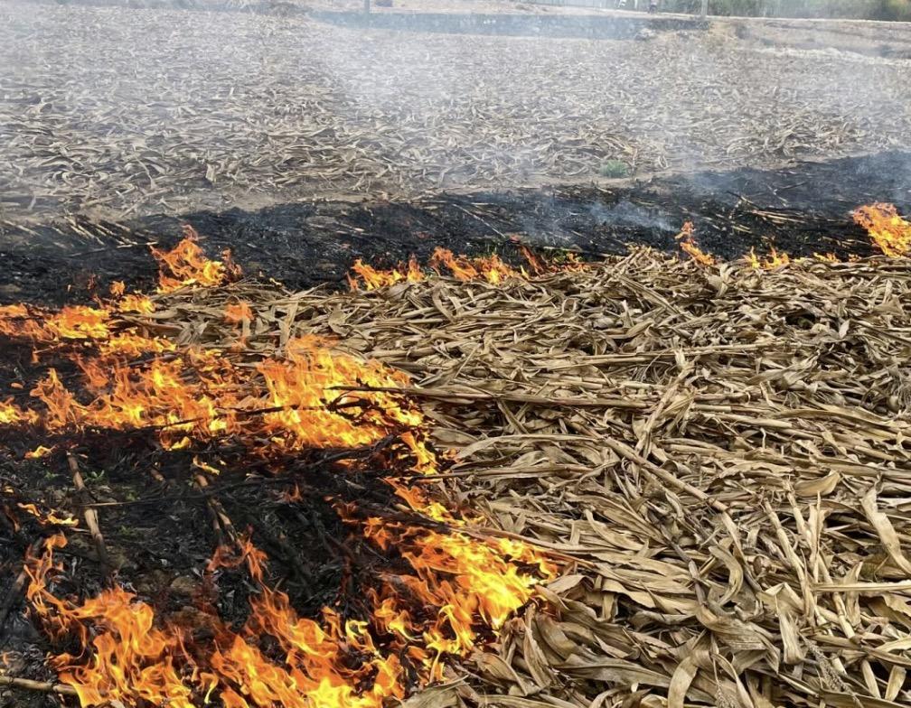 媒体一直宣传焚烧秸秆的危害性，各地也一直都在三令五申，甚至还抓典型进行严惩，可为