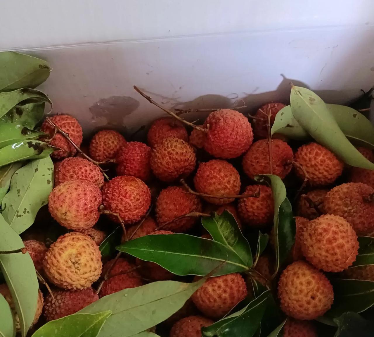 专家建议每天食用荔枝不能超过10颗，强调荔枝不仅上火，过量食用还会得荔枝病。听专