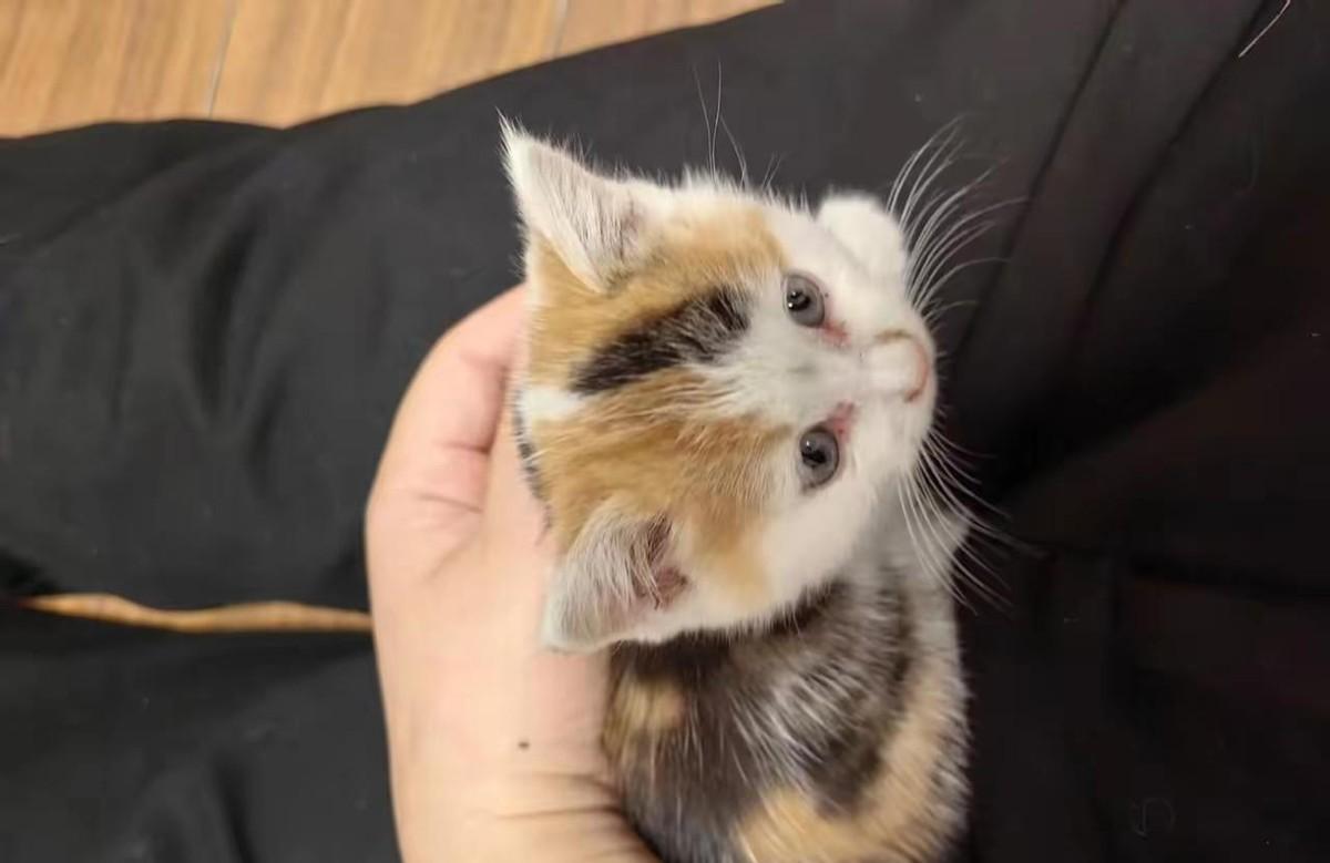 网友回家路上撞见一只母猫倒在车轮下，旁边巴掌大的小三花奶猫抖成筛子，他蹲了十分钟