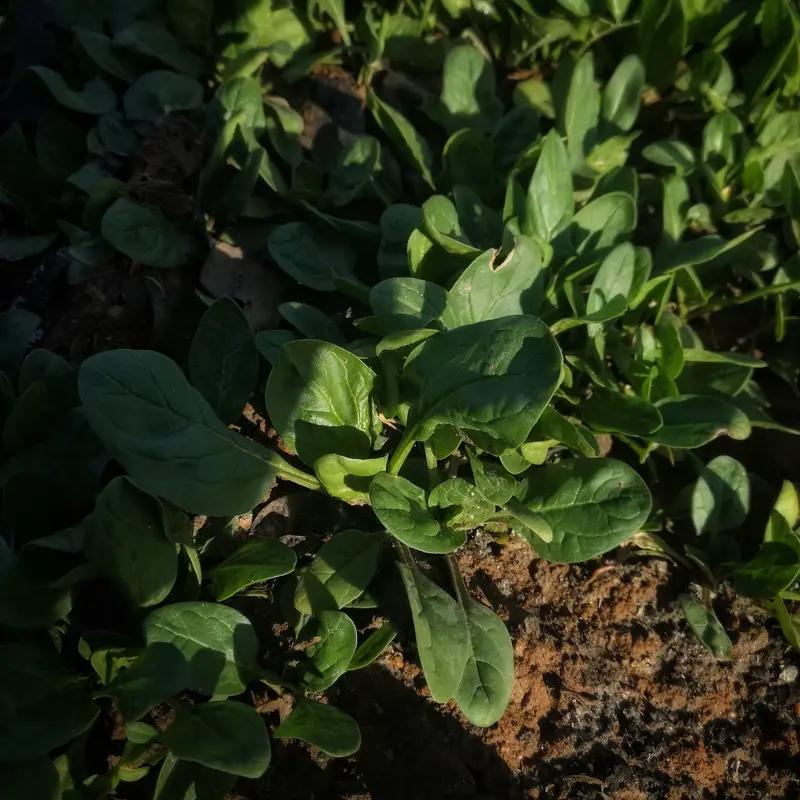 这个冬天，河南本土蔬菜狠狠破圈了！因口感清甜被称作“菠菜界爱马仕”的河南趴地菠菜