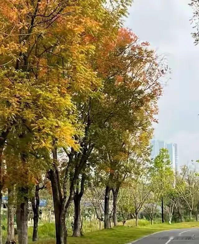 近日，成都这座公园又增添了，美丽动人的色彩，里面的风景树正是优美动人，秋天来了