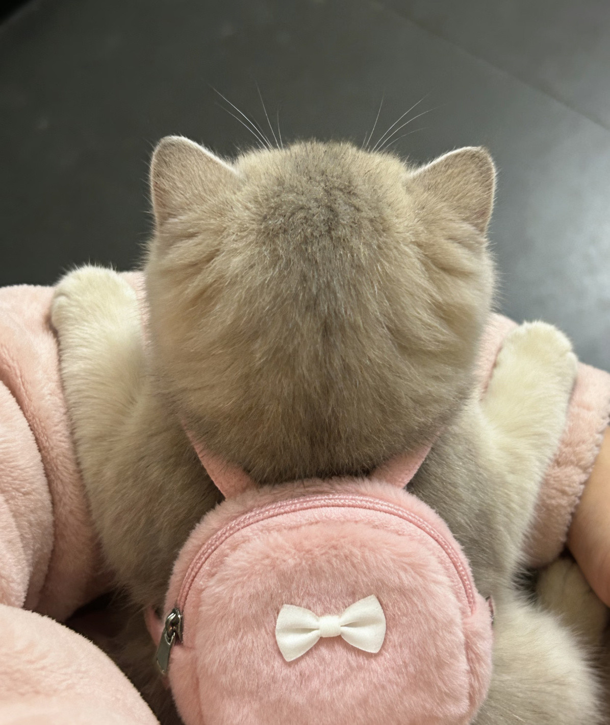 完全是一滩猫咪他的萌力真的是天生的(>﹏