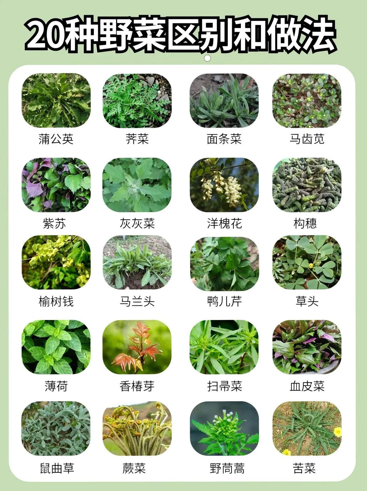众所周知野菜的营养价值及上头的味道是美食界公认的，但很多人只闻其名不见其貌，三分