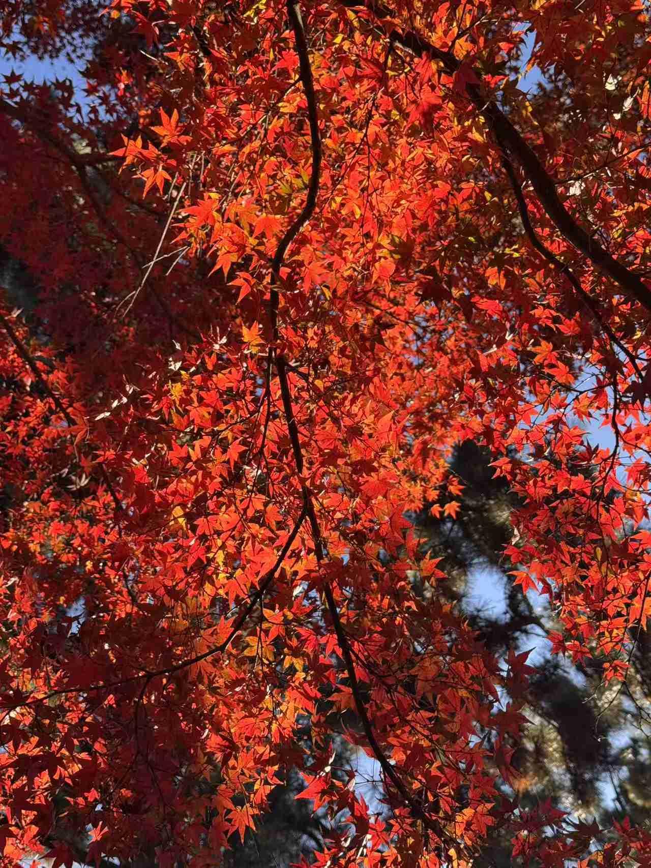 我的今日状态：🏝️旅行度假我这里的天气：☀️晴天