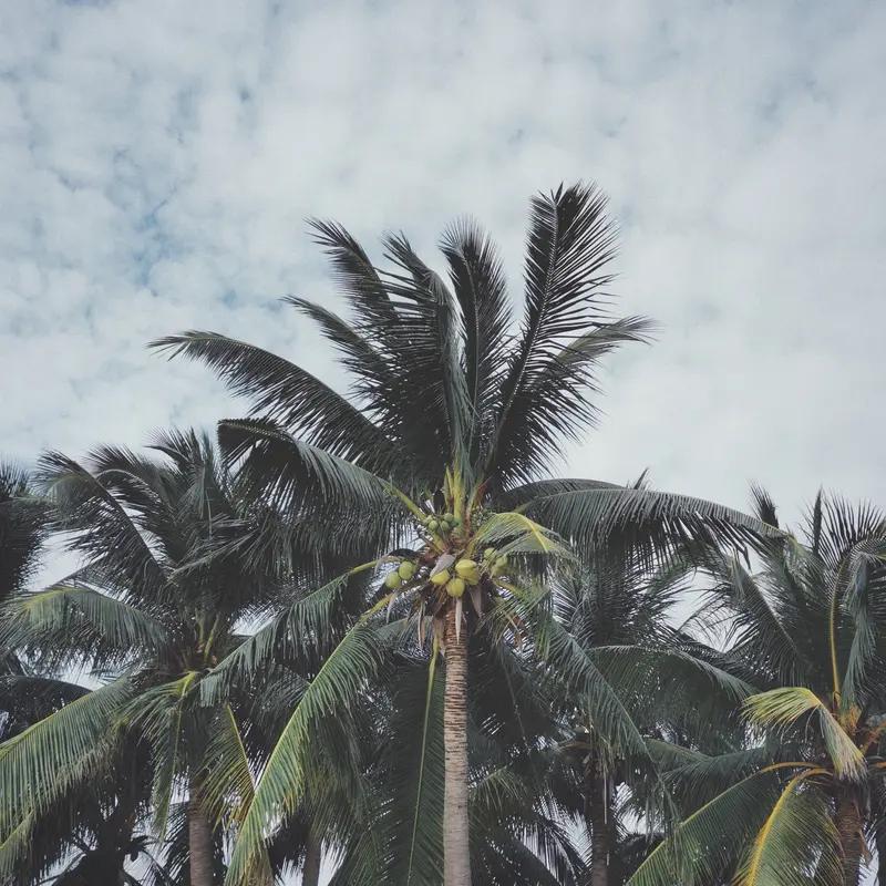 现在的学生真是藏龙卧虎！海南某景区，一名学生徒手爬椰子树，不到10秒就登顶，视频