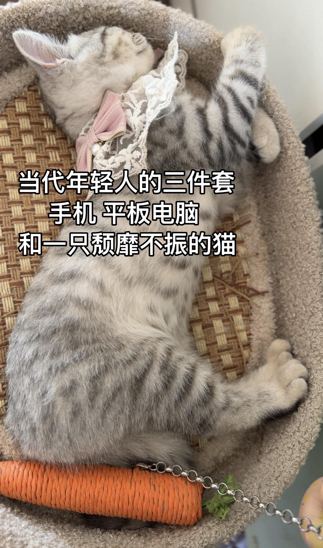 我的小猫咪  评论区看看你们的小猫