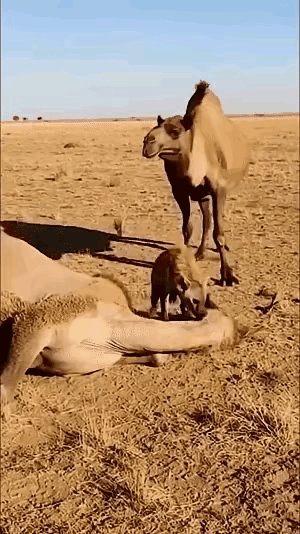 这才是婚姻最顶级的浪漫！看完破防了荒漠里，母骆驼刚低头歇口气，一只鬣狗就鬼鬼祟