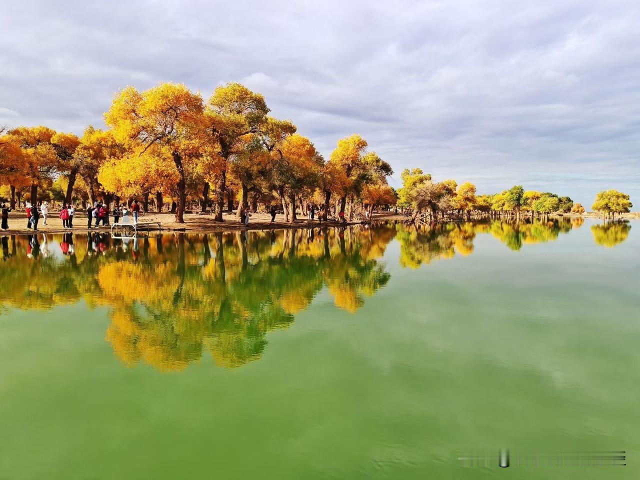秋日漫步，金黄树影倒映在碧绿湖面上，美不胜收！