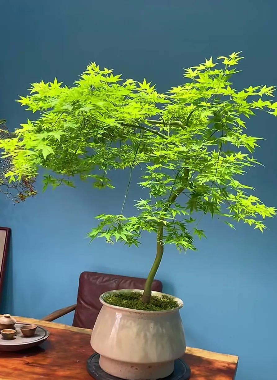 大家一定要记住，“干透浇透”这句话是最误导人的。盆栽植物任何时候都不能干透、浇透