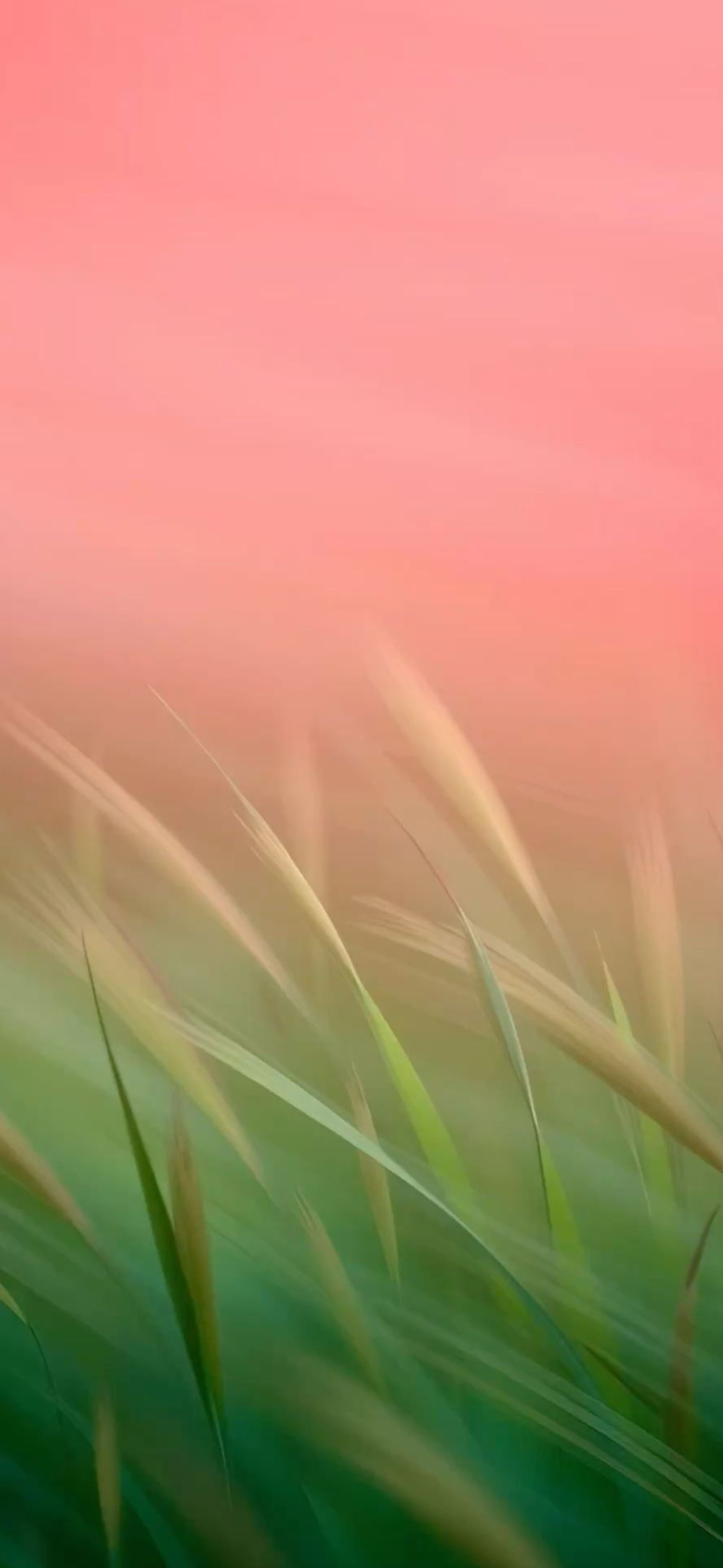 莱分享今日iPhone壁纸分享·2