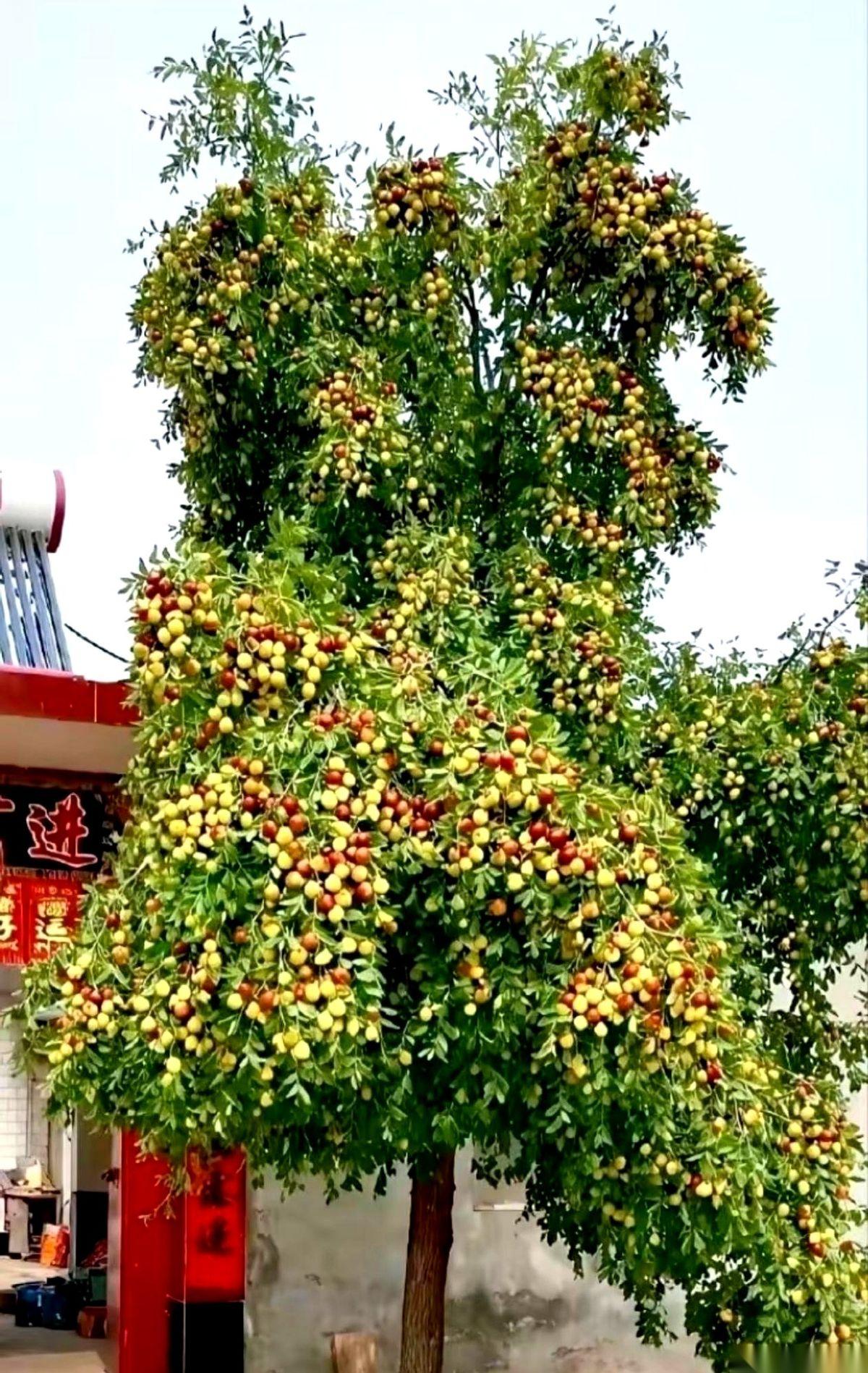 我得先说一句，这不是AI画的。真不是。前两天去乡下，路边一棵枣树，直接给我干