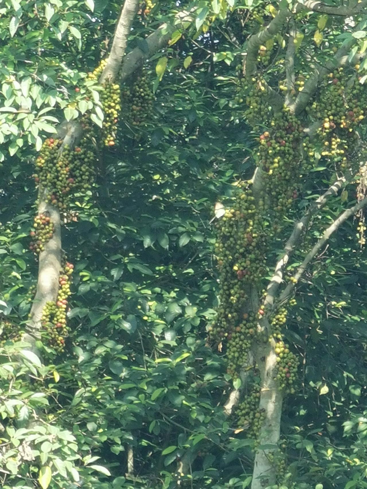 谁认识这种植物，在南方好像挺多的，这个果子能吃不？