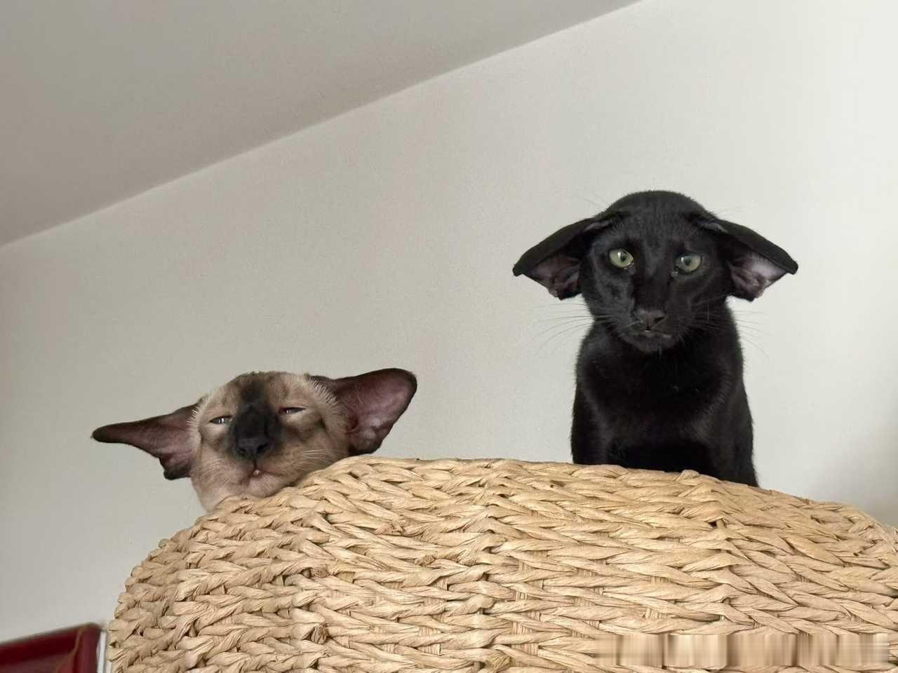 49483【丑猫】如此诡异的猫博主家居然有两只