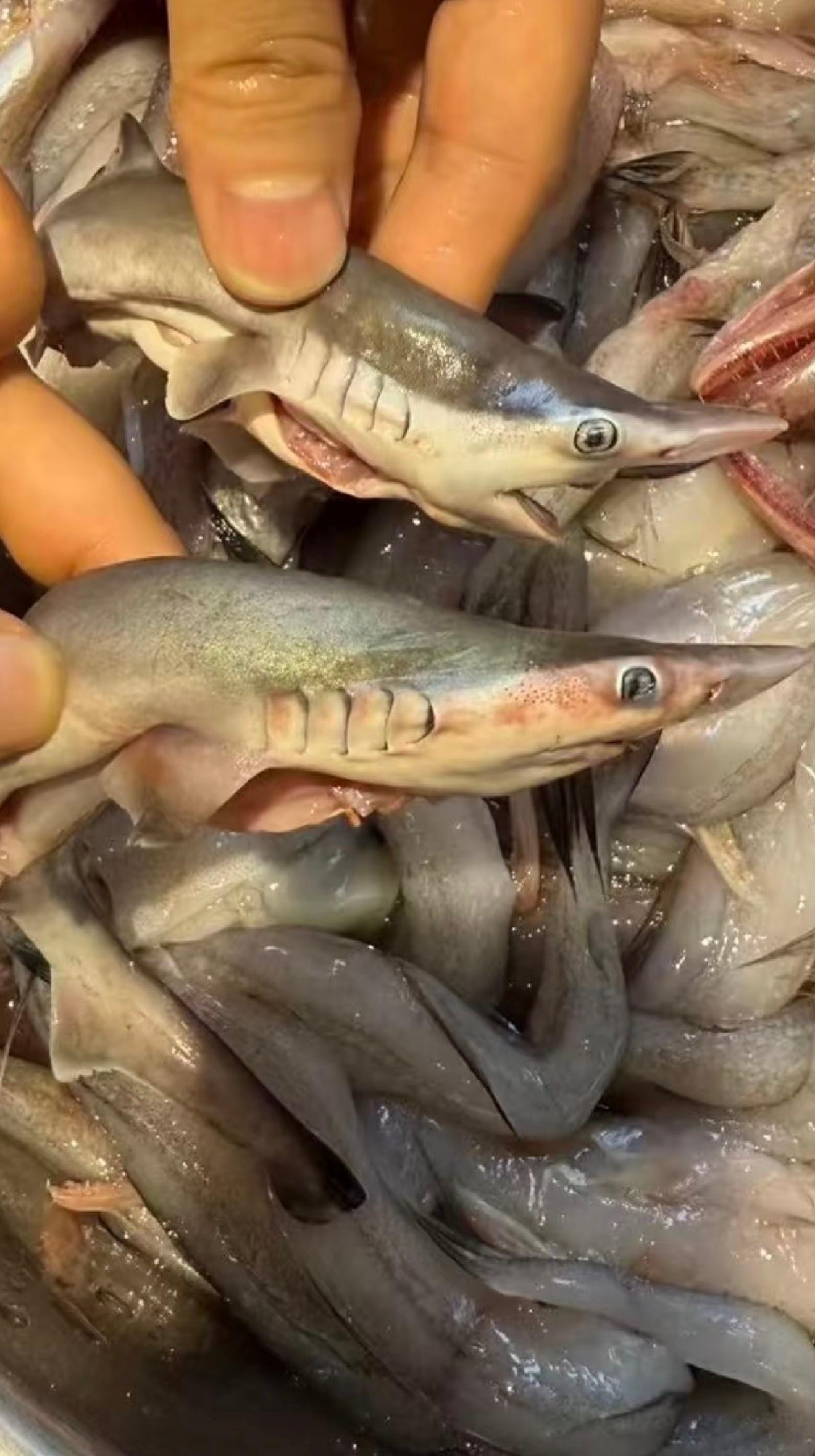 原来有些小鲨鱼是可以吃的！