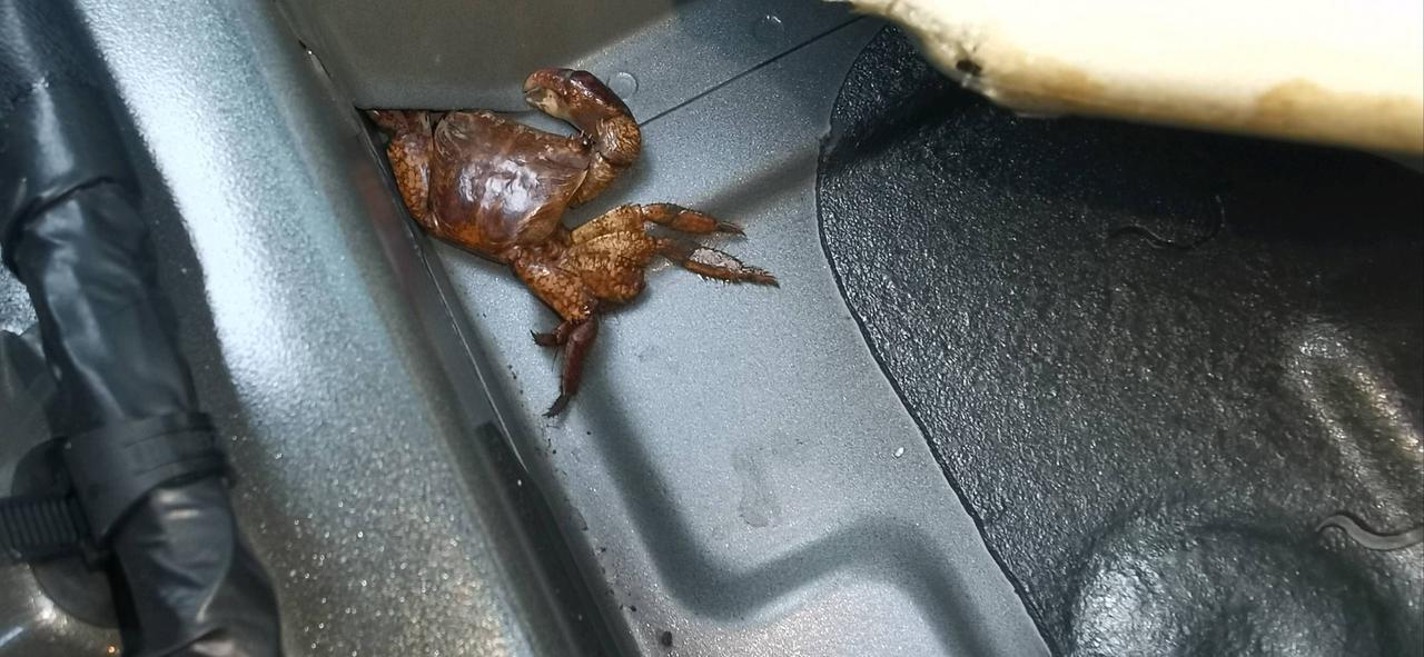 我说这车没泡水，你信不信？[doge]