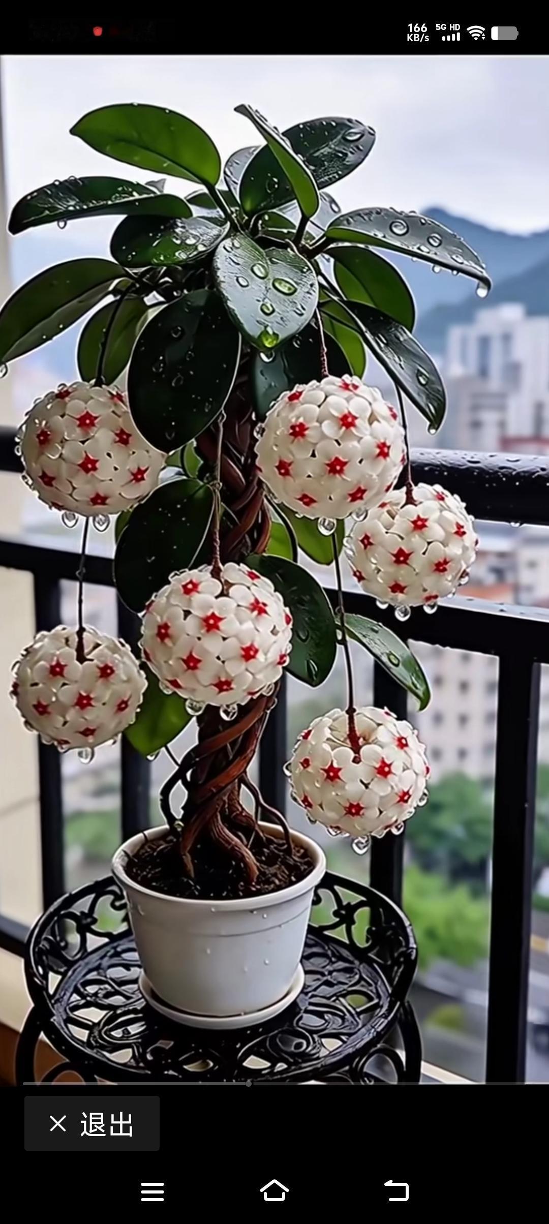 你晒你的绿叶菜，我晒我的球兰小盆栽，滚滚的花球精致到格格不入，花球上那一点红，简