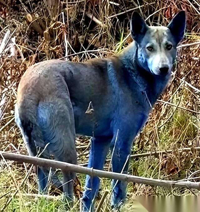 切尔诺贝利,又出新闻了。这次不是别的,是狗。蓝色的狗。不是染的,也不是什么